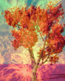 Fire Tree