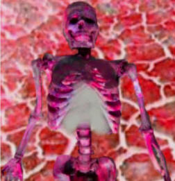 Skeleton In Mud