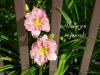 Free Christian Wallpaper – Flowerdeck