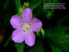 Free Christian Wallpaper – image 9