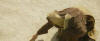 The Passion of the Christ – Passion Of The Christ 14